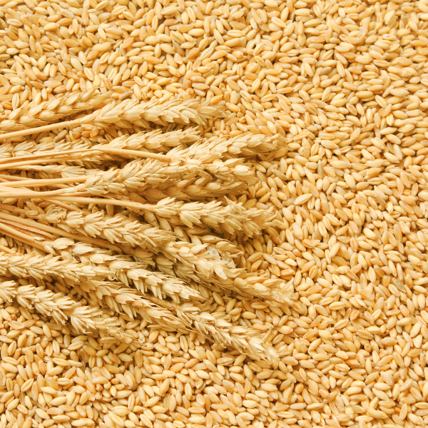 pšenični škrob brez glutena